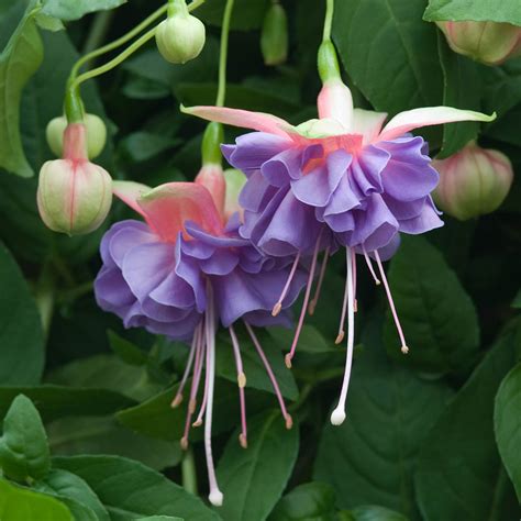 The Most Beautiful Fuchsia 